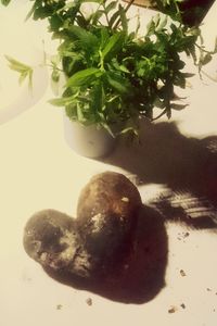 Close-up of food on table