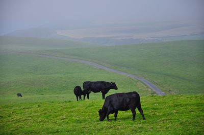 Cows grazing on field against sky