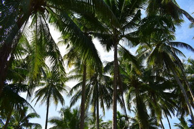 Low angle view of palm trees against sky