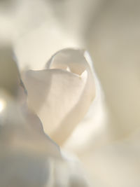 Close-up of white flower