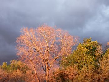 Trees against sky during autumn