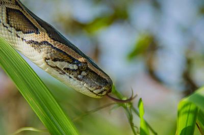 Close-up of lizard on leaf