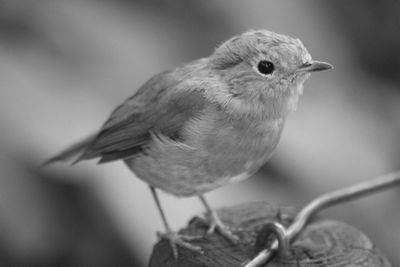 Close-up of bird perching