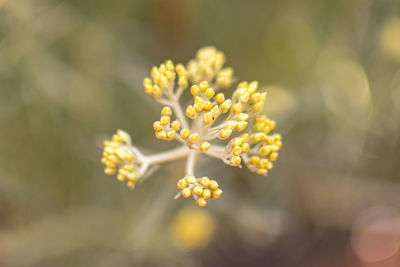 Close-up of yellow flowering plant