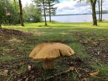 Mushroom growing on field