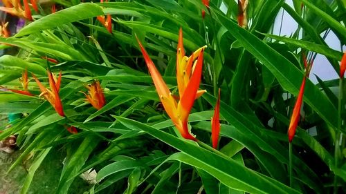 Close-up of orange flowers