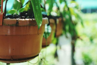 Close-up of potted plant