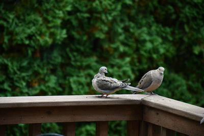 Bird perching on railing