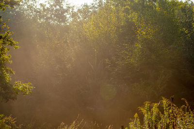 Sunlight streaming through trees in forest