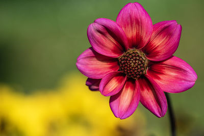Close-up of pink flower