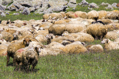 Sheep and goats in the valley. domestic animal life. farm in mountains. large group of sheep.