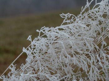 Close-up of spider web during winter