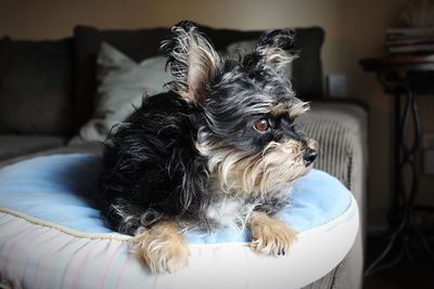 Close-up of dog sitting at home