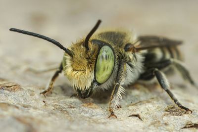 Detailed extreme closeup on a cute , green-eyed, male leafcutter bee , megachile, sitting on wood