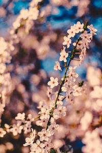 Close-up of pink cherry blossom