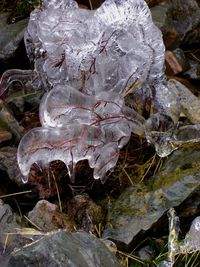 Close-up of plant against blurred background