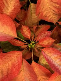 Close-up of red leaves on plant during autumn