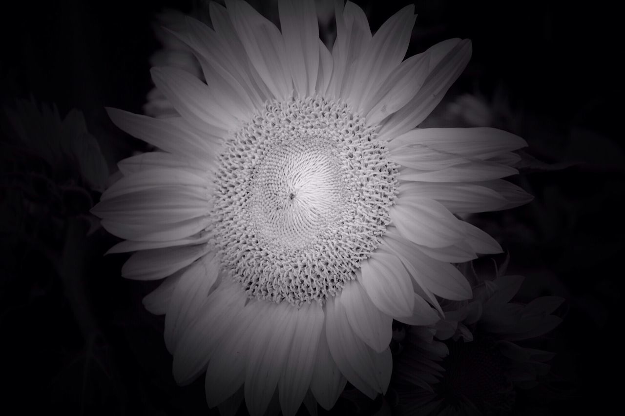 flower, flower head, petal, fragility, freshness, single flower, beauty in nature, growth, black background, close-up, blooming, nature, pollen, studio shot, plant, white color, night, daisy, in bloom, focus on foreground