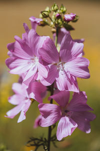 Close-up of pink flowering plant