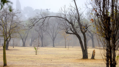 Bare trees on field against sky