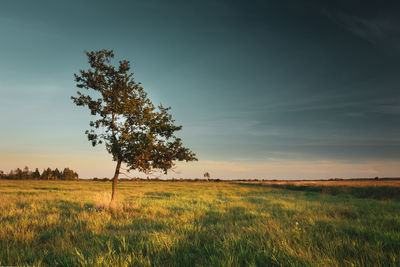 Lonely deciduous tree growing in the meadow, evening sky