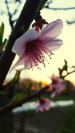 Close-up of pink flower blooming on tree during sunset