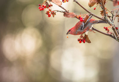 Close-up of red berries on tree