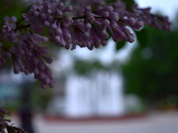 Close-up of flowers against blurred background