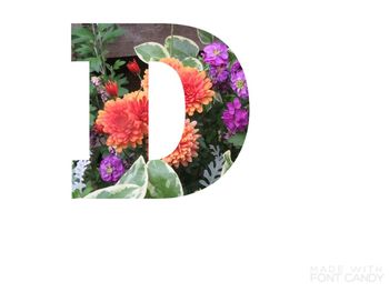 Close-up of multi colored flowers against white background