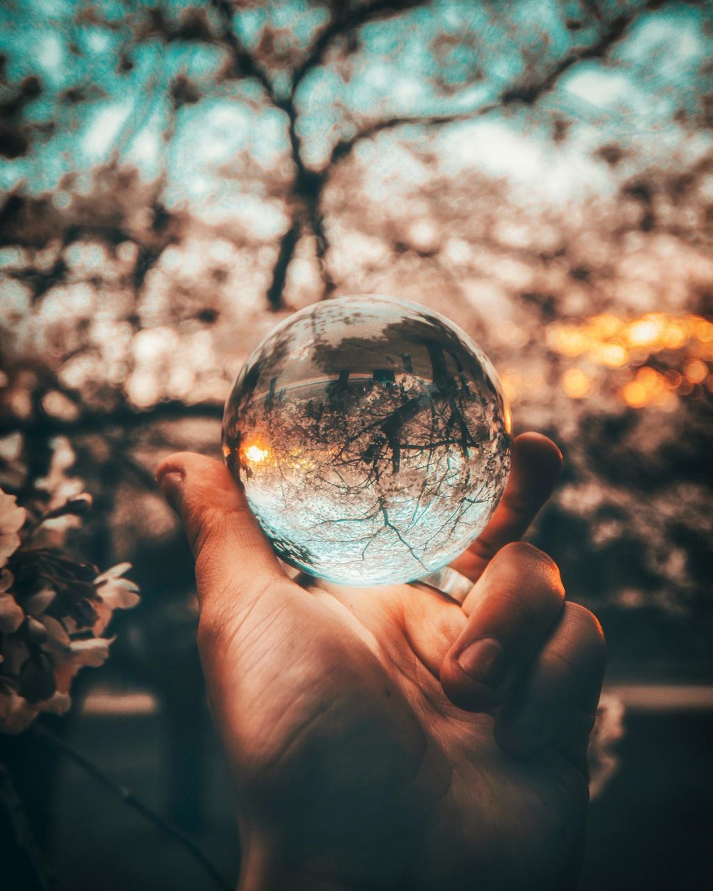 human hand, hand, human body part, holding, sphere, one person, focus on foreground, nature, close-up, real people, tree, unrecognizable person, personal perspective, plant, body part, transparent, finger, human finger, outdoors