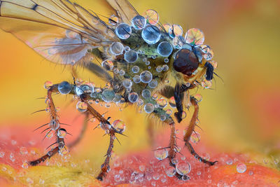 Close-up of insect on flower