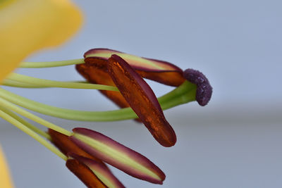 Close-up of flower buds against sky