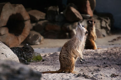 View of sheep on rock