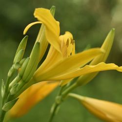 Close-up of yellow flowering plant