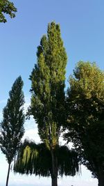 Low angle view of trees against clear sky