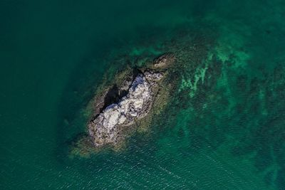 View of turtle swimming in sea