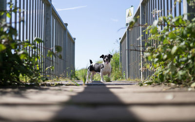 Side view of a dog against plants