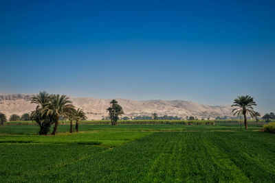 Scenic view of agricultural field against clear sky