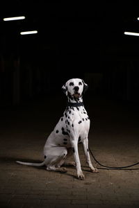 Dog sitting on floor