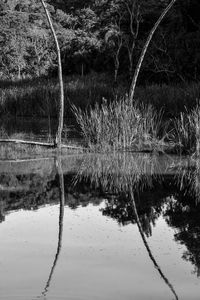 Reflection of tree in lake