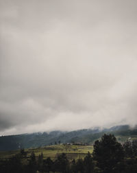 Scenic view of trees on field against sky