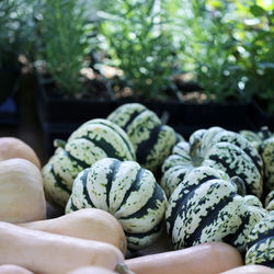 Squash for sale at a farmer's market