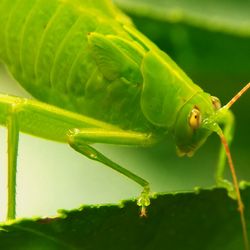 Close-up of insect on leaf