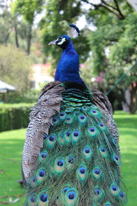 Close-up of peacock