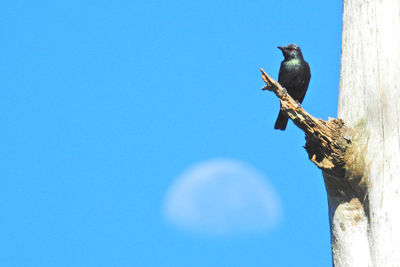 Low angle view of bird perching on statue