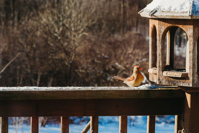 Close-up of bird perching on wooden deck