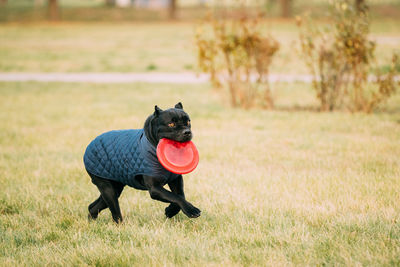 Black dog running on field