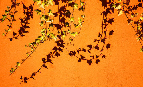 Close-up of ivy on tree