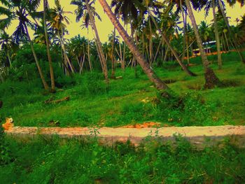 Scenic view of palm trees on field in forest