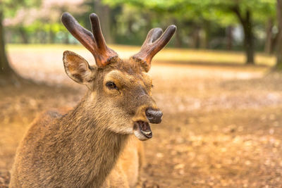 Close-up portrait of a deer